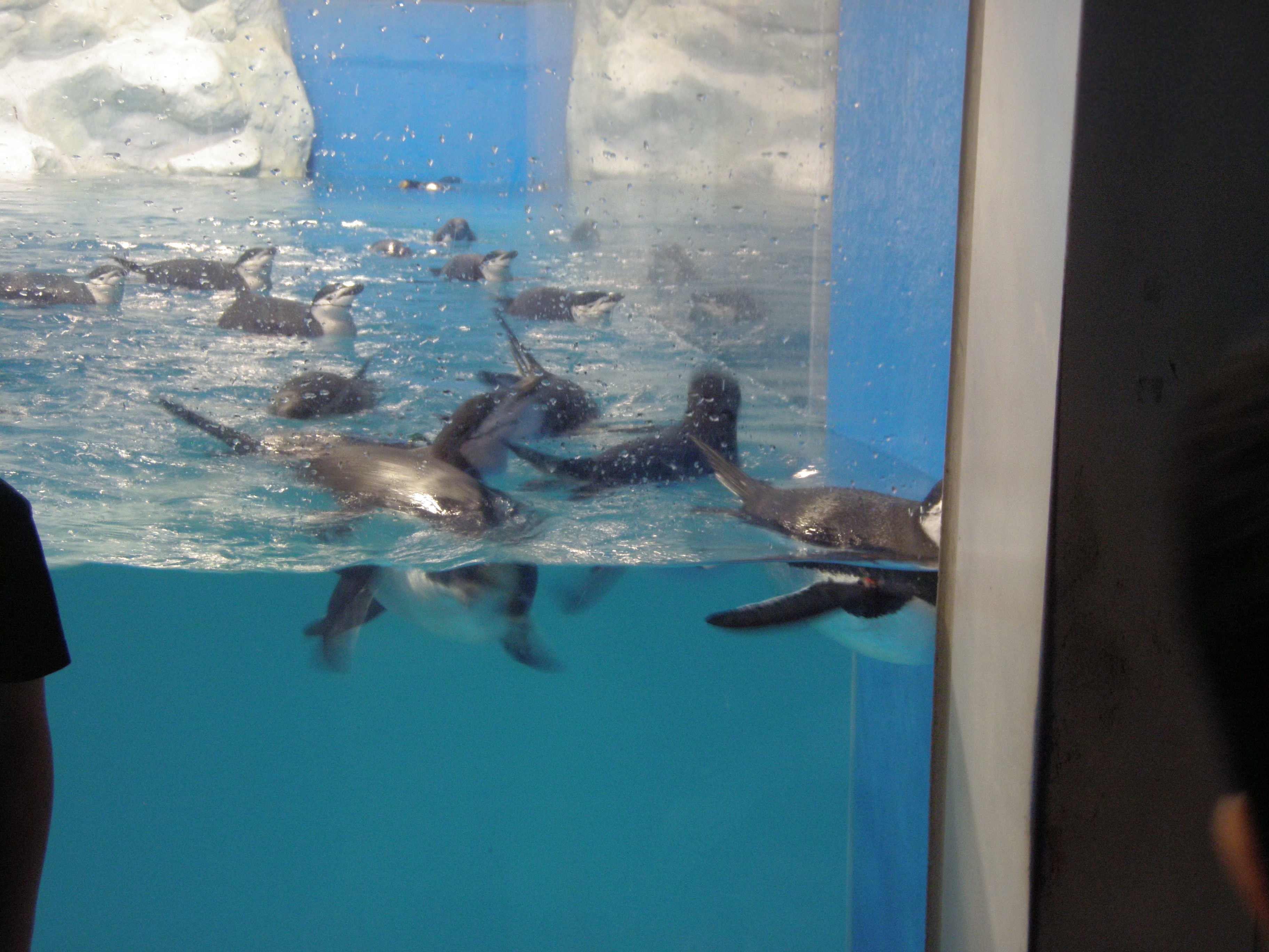 Aquarium - Dolphins